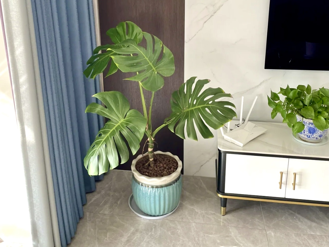 哪种绿植去除甲醛效果好？